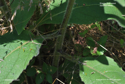 Silphium mohrii