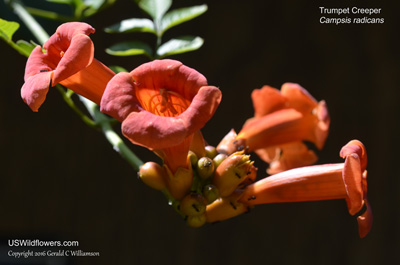 Campsis radicans