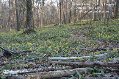 Erythronium umbilicatum