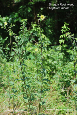 Silphium mohrii