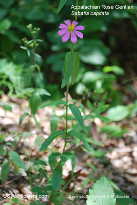 Sabatia capitata