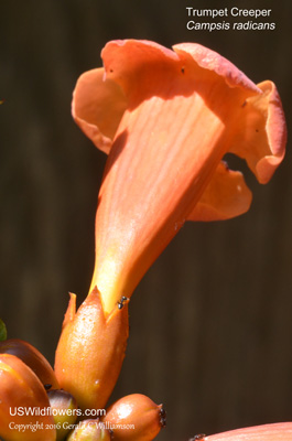 Campsis radicans