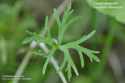 Geranium dissectum