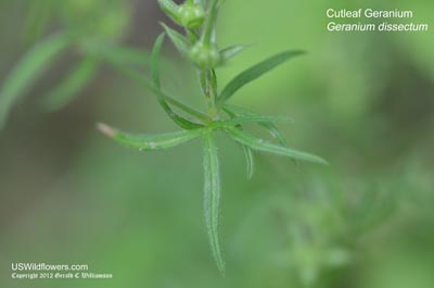 Geranium dissectum