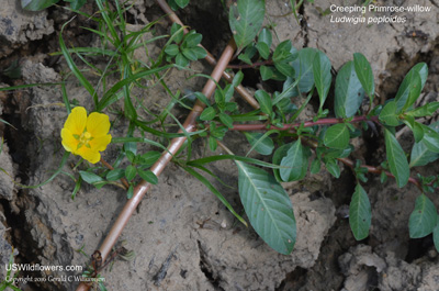 Ludwigia peploides