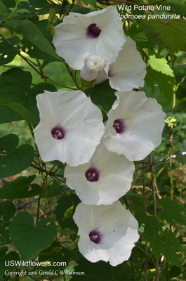 Ipomoea pandurata