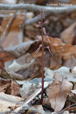 Listera australis