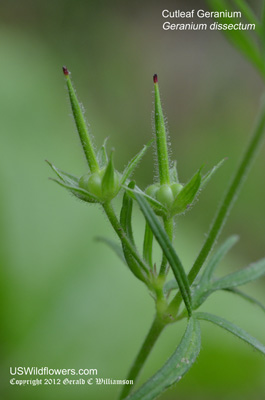 Geranium dissectum