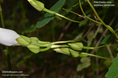 Ipomoea pandurata