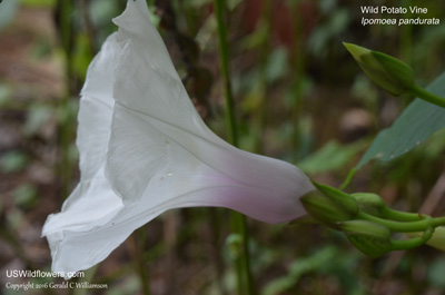 Ipomoea pandurata