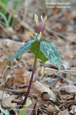 Trillium maculatum