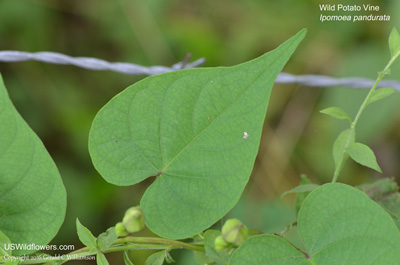 Ipomoea pandurata