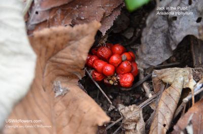 Arisaema triphyllum