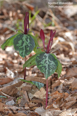 Trillium maculatum