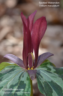 Trillium maculatum