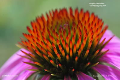 Echinacea purpurea