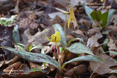 Erythronium umbilicatum