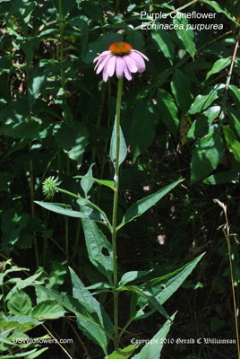 Echinacea purpurea