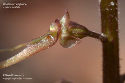 Listera australis