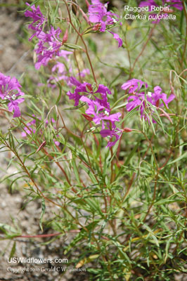 Clarkia pulchella