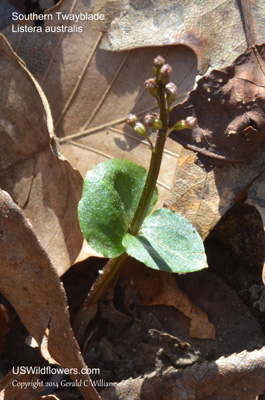 Listera australis