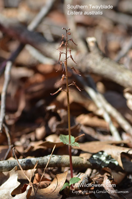 Listera australis