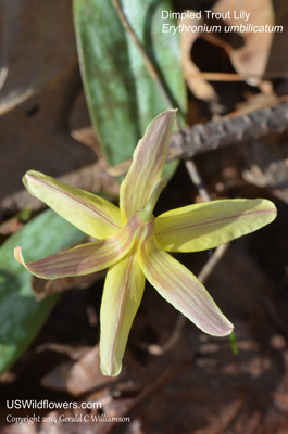 Erythronium umbilicatum