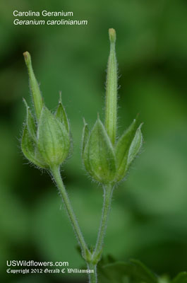 Geranium carolinianum