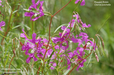 Clarkia pulchella