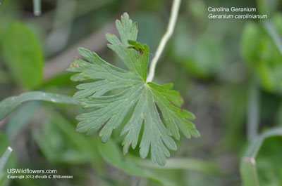 Geranium carolinianum