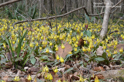 Erythronium umbilicatum