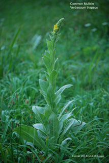 Verbascum thapsus