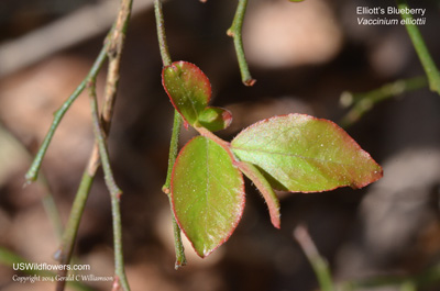 Vaccinium elliottii