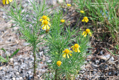 Helenium amarum