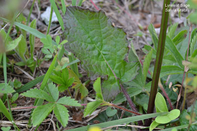 Salvia lyrata