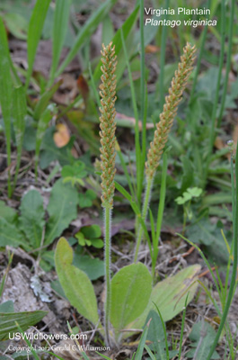 Plantago virginica