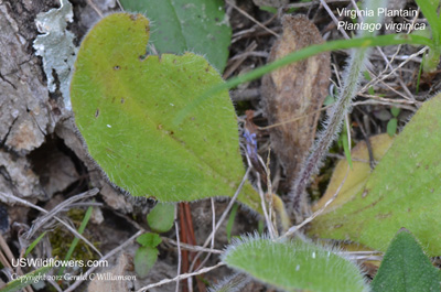 Plantago virginica