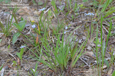 Sisyrinchium mucronatum