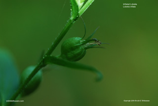 Lobelia inflata