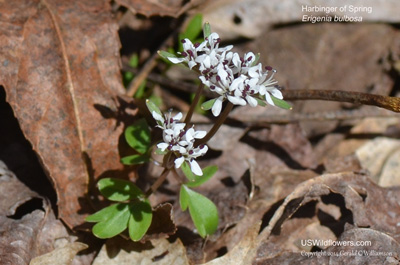 Erigenia bulbosa