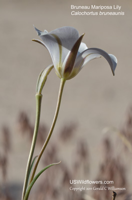 Calochortus bruneaunis