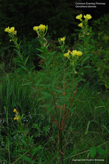 Oenothera biennis