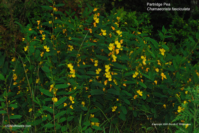 Chamaecrista fasciculata