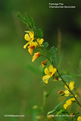 Chamaecrista fasciculata