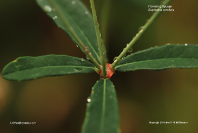 Euphorbia corollata