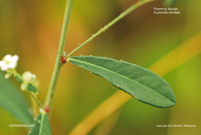 Euphorbia corollata