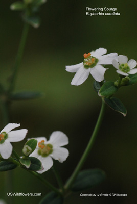 Euphorbia corollata