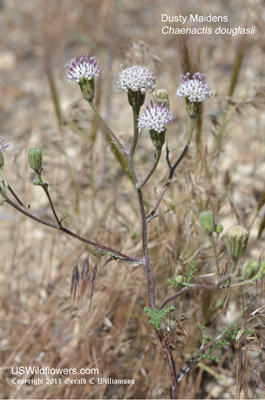 Chaenactis douglasii