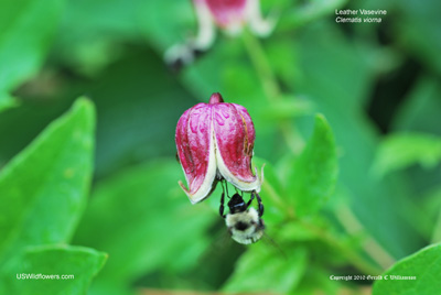 Clematis viorna