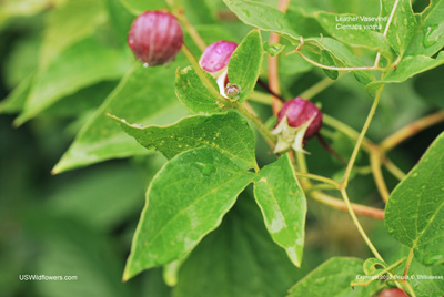 Clematis viorna